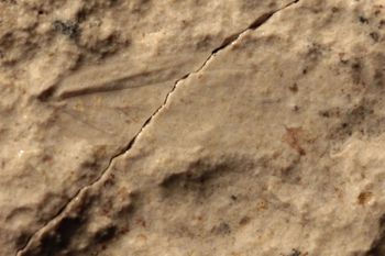 Media type: image;   Entomology PALE-10055